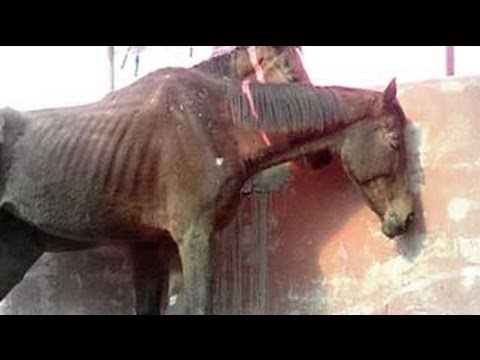 49 race horses left to die